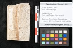 Foto (Objekt + Etikett) von Pinus holothana Unger (NHMW-GEO-2024-0188-8086)